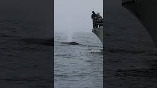 Humpback Whale Looking At Boat