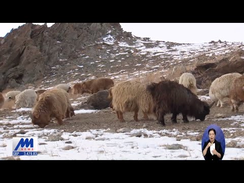 Манай улс уламжлалт аргаар 100 орчим төрлийн гар тэжээл бэлтгэдэг байжээ /2019.11.16/