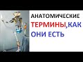 Лютые приколы. Угарная анатомия - ТАЗ, ЧАШЕЧКА, КИСТИ РУК