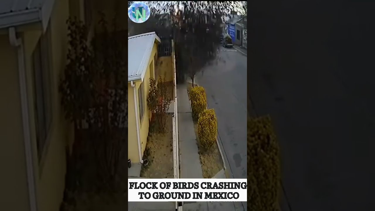FLOCK OF BIRDS CRASHING TO GROUND IN MEXICO