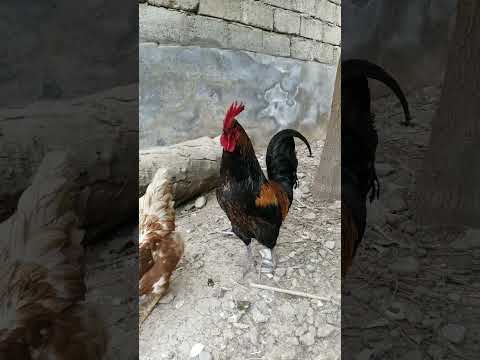 الديك البلدي ديك العرب