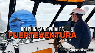 DOLPHINS AND WHALES IN FUERTEVENTURA! Full experience!