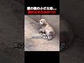 壁の隅の小さな命…涙が止まらなかった。#保護犬,#感動実話,#捨て犬,#犬のいる暮らし,#保護活動,#動物救助,#犬の回復,#野良犬,#命の物語,#動物感動,#犬好きな人と繋がりたい,