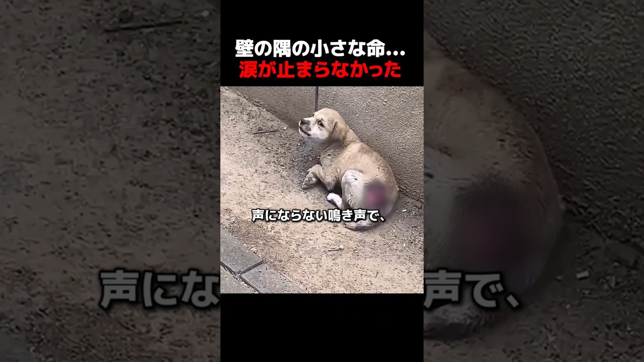 壁の隅の小さな命…涙が止まらなかった。#保護犬,#感動実話,#捨て犬,#犬のいる暮らし,#保護活動,#動物救助,#犬の回復,#野良犬,#命の物語,#動物感動,#犬好きな人と繋がりたい,
