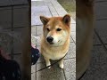 まる専用薄皮饅頭いただきま〜す