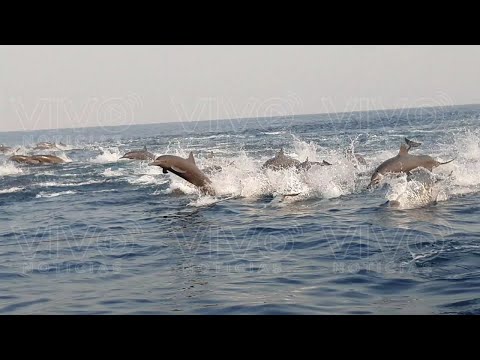 Captan a cientos de delfines paseándose en la Costa de Oaxaca