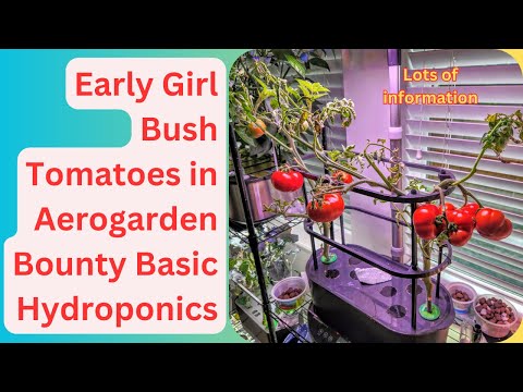 Early Girl Bush