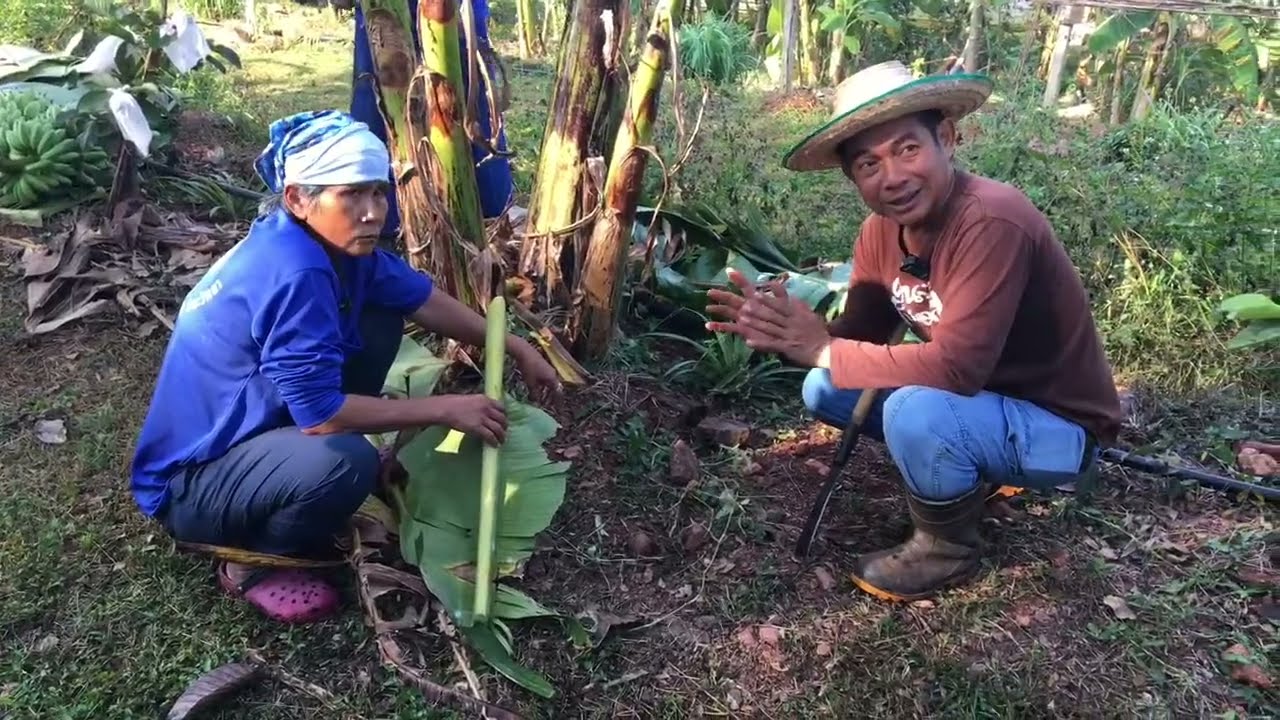 Youtube Live (12 ม.ค.2567)