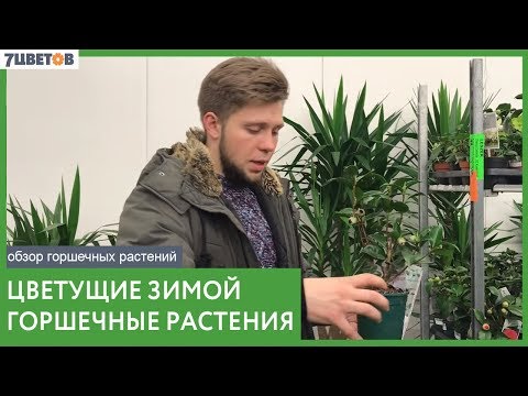 Какие растения цветут зимой?/Обзор поставки горшечных растений от 23 января