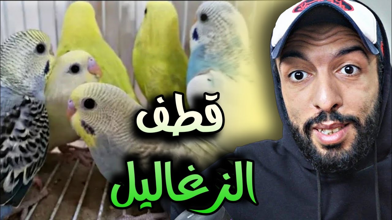 يوم قطف الزغاليل و عزل فراخ البادجي 😍 طيور الروز وضعت البيض 🔥