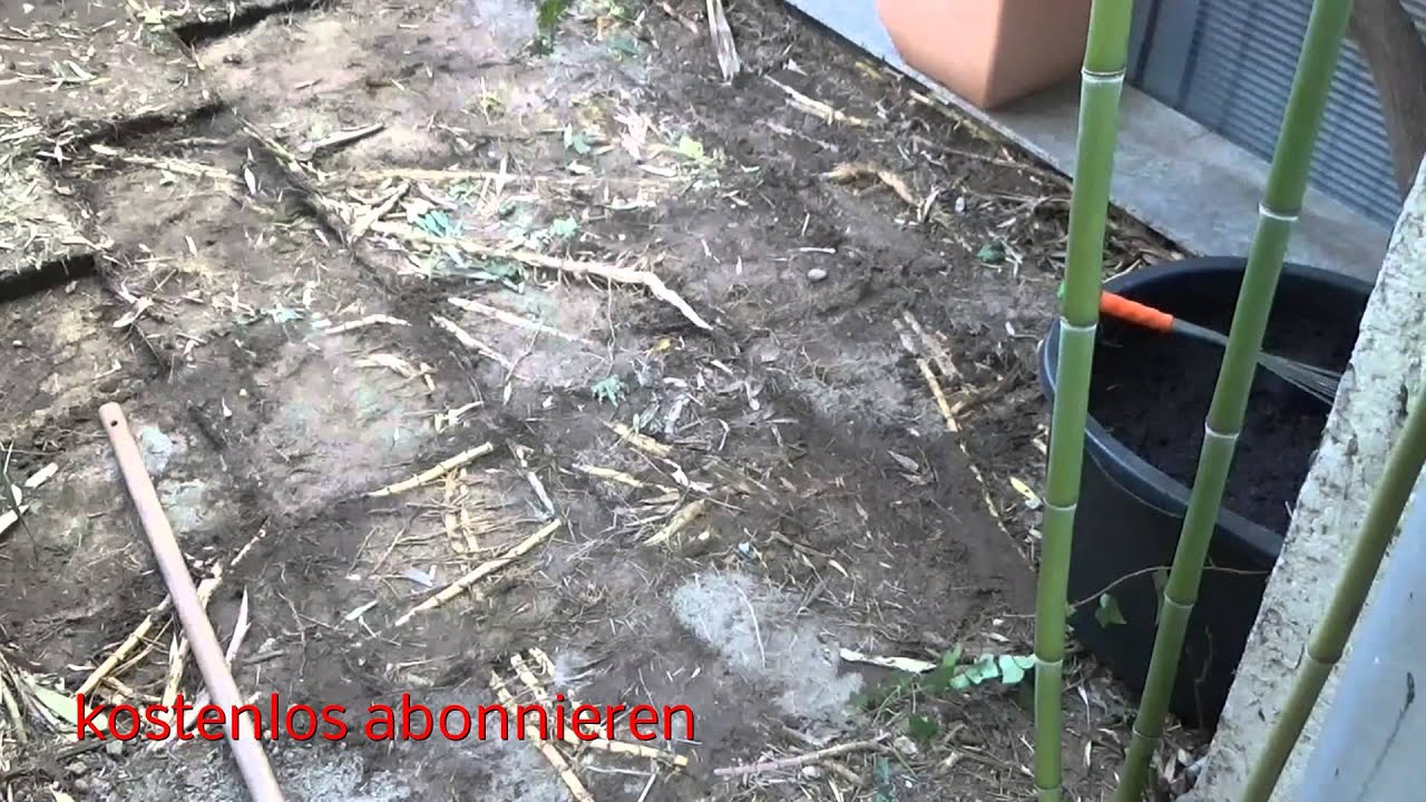 Bambus Bamboo Und Die Katastrophalen Folgen Youtube
