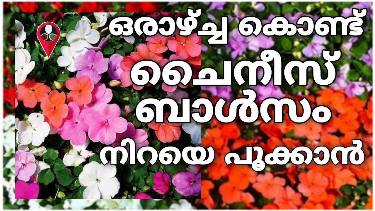 സവോള മാത്രം മതി ഏത് പൂക്കാത്ത ചെടിയും പൂക്കാൻ | Chinese balsam flower care and gardening malayalam