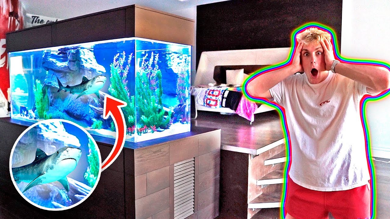 my new bedroom shark tank 500 gallons youtube
