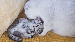 Mom cat found a kitten and worries when he is active