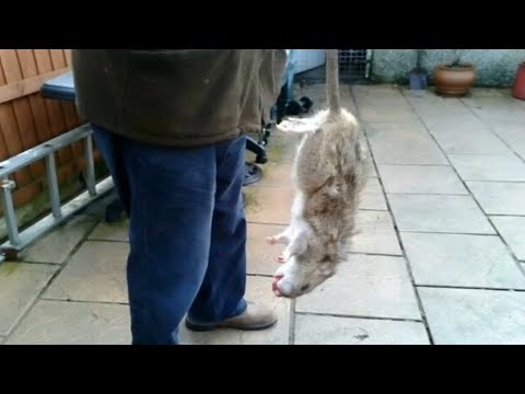 ვიდეო: მოკლებს თუ არა თაგვები?