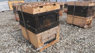 越冬ミツバチ16万匹飛び立つ 北海道美深町