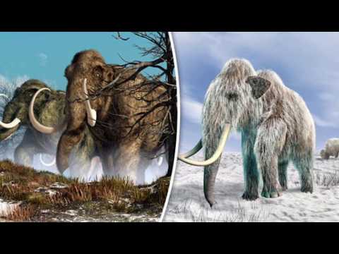 Video: Yunlu mamontların fillərlə qohumluğu varmı?