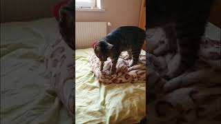 Dlaczego koty ugniatają łapkami?