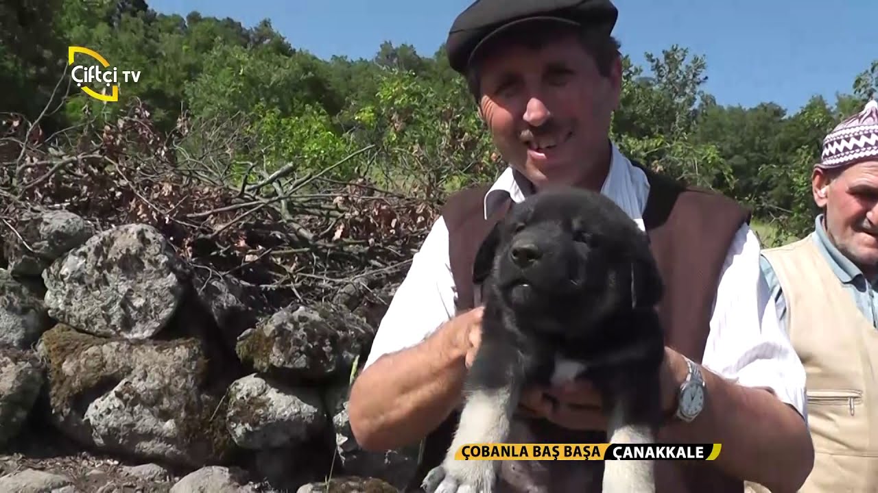 Çobanla Baş Başa-Koyun Çobanı