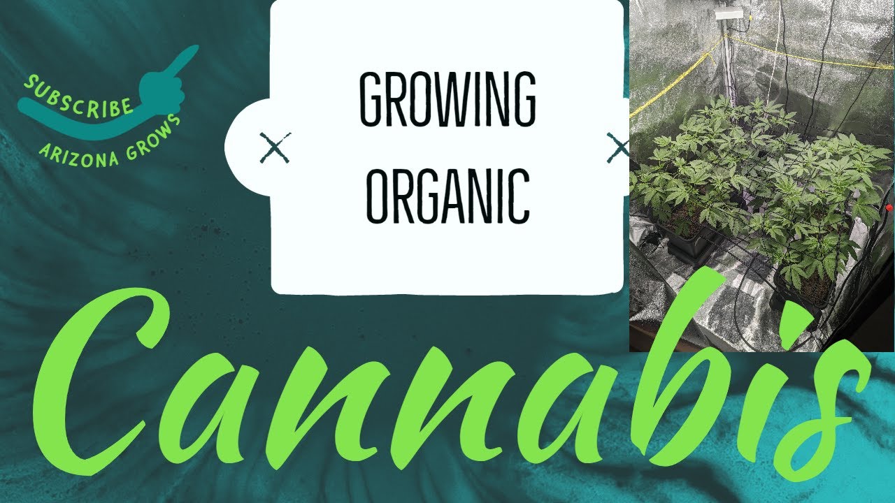 Growing Organic Cannabis In Coco With Autopots.