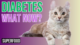 Diabetes in CATS, Understanding, Treatment, Food and Care Tips by Superfoods for CATS 56 views 4 days ago 10 minutes, 21 seconds