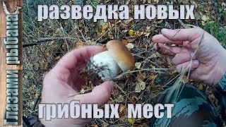 Поиск новых грибных мест