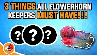 3 Thing All Flowerhorn Keepers Need - To Care For Flowerhorn Fish - Super Red Dragon Flowerhorn Care