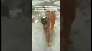 Gariban Köpke Iş Başında😰🐕🦺 Resimi