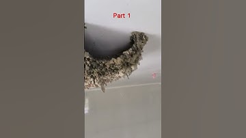 Building a Mud Nest for Swallows ...