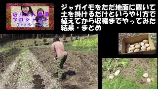 The results of planting potatoes by simply placing them on the