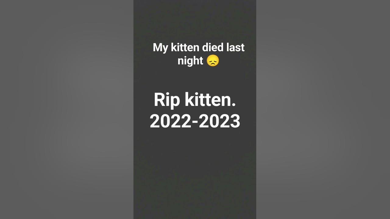 my-cat-died-last-night-youtube