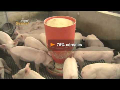 Vidéo: Qu'est-ce que les porcs mangent ?