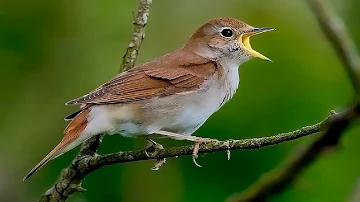 ¿Qué pájaro bebe agua de lluvia?