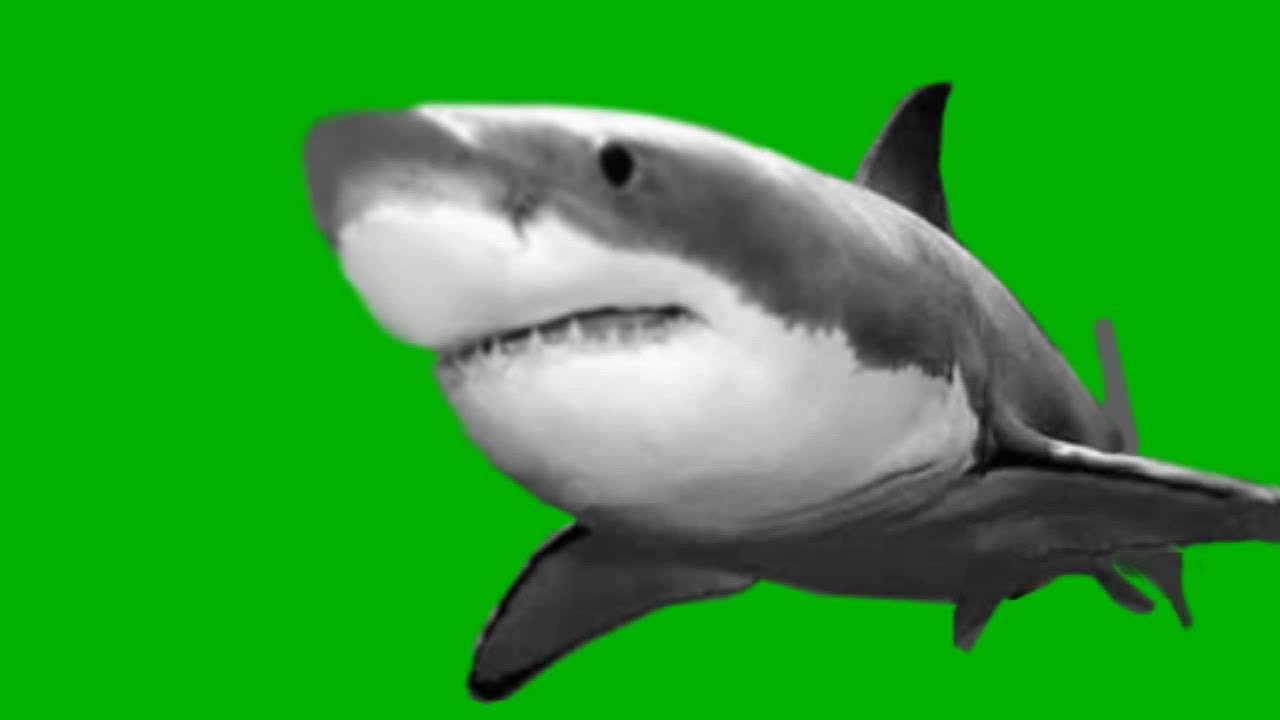 Great White Shark close up green screenanimation YouTube