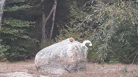 Boi on rock