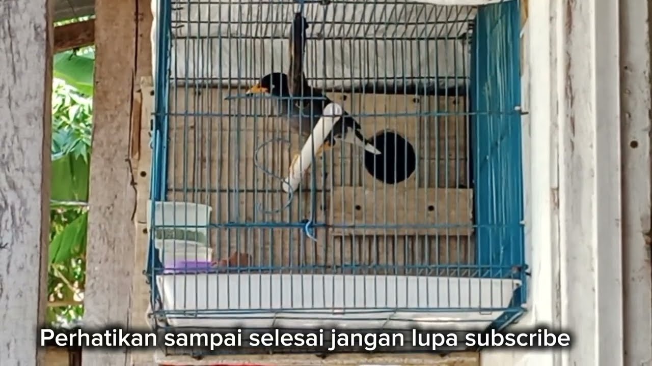 BUDIDAYA  JALAK KEBO KANDANG MINIMALIS