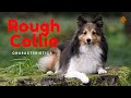 🔥Rough Collie - Characteristics の動画、YouTube動画。