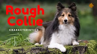 🔥Rough Collie - Characteristics