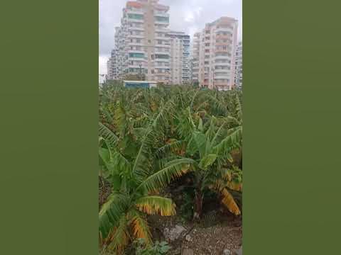 Банановые плантации в Турции. - YouTube