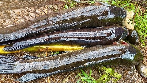 Cách Đặt Lờ Khong Cần Mồi Nhạy Cá Nhất Khi Trời Mưa Cá Chạy Liên Tục