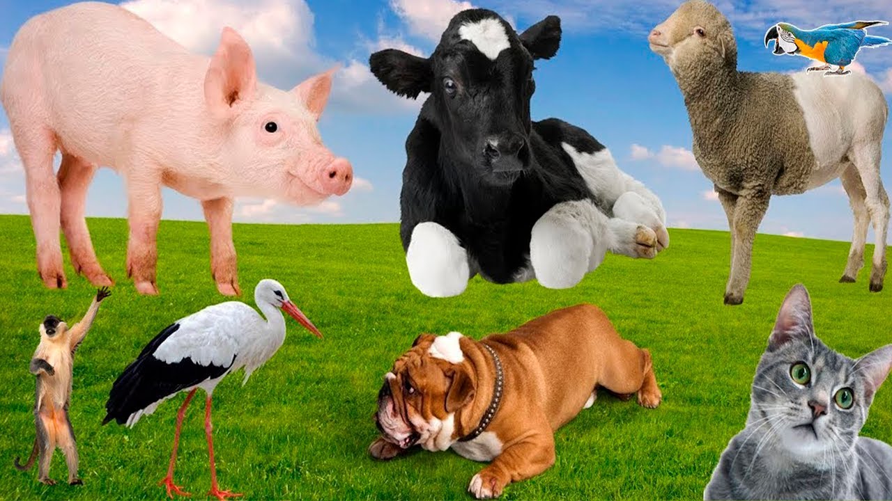 Wild Animal Sounds Chicken, Cat, Elephant, Horse, Cow, Zebra, Dog