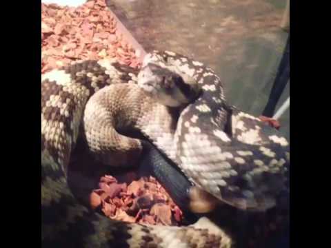 camera iphone 8 plus apk The Blacktails