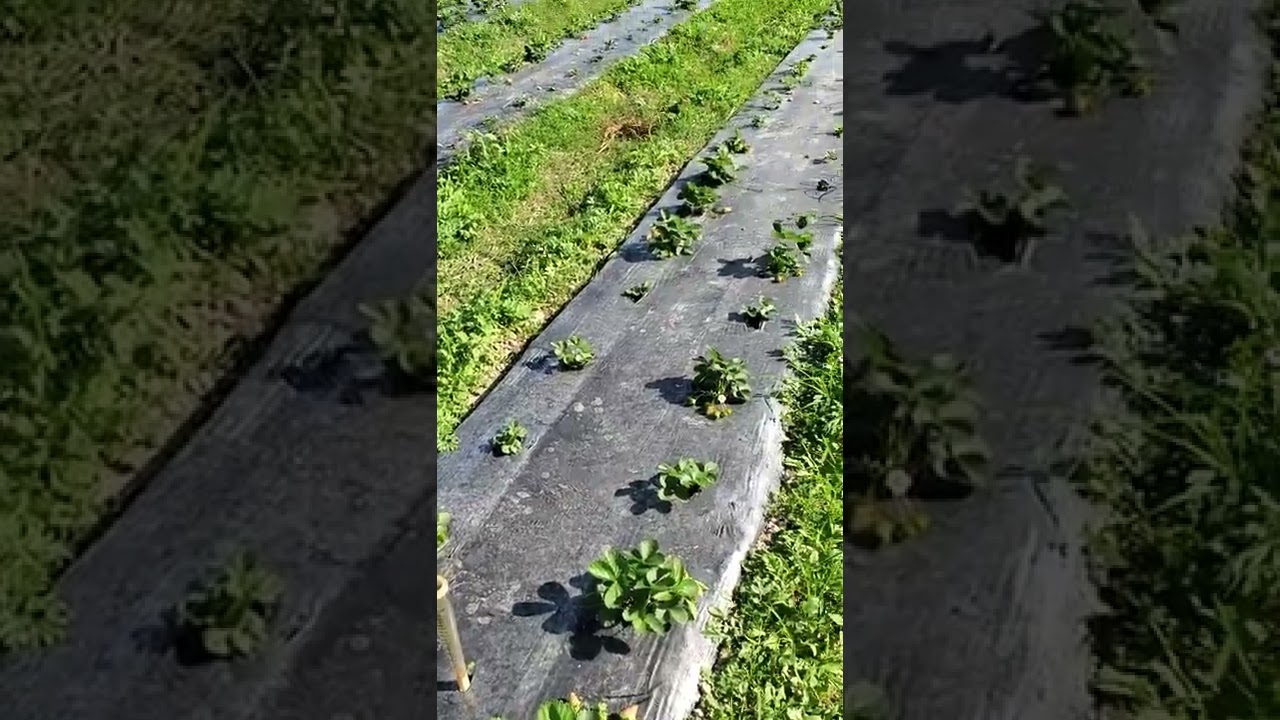 Agriculture in Miami!?(2)