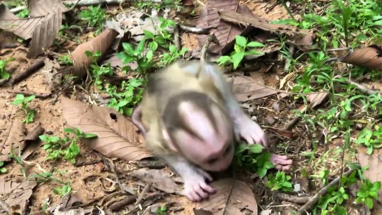 Cutest Monkey Adventure Ever! _ Baby Monkey's Wild Day Out!