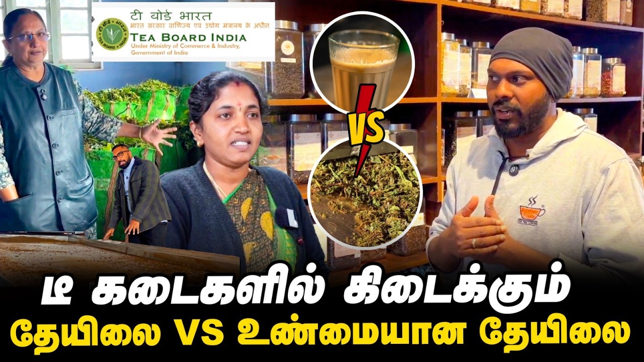 தூய தேயிலை எப்படிச் செய்யப்படுகிறது? தயாரிப்பின் ரகசியம் என்ன?
