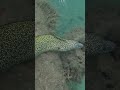 Spotted Moray Eel Unreal Close Encounter 🐍😮🫧
