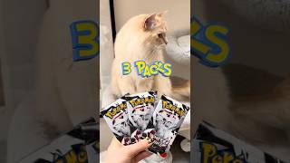 Cat Pokémon Battle EP 40 🧄🧂🌶️