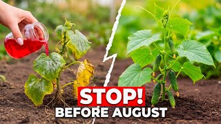 You're Ruining Your August Harvest — But Your Cucumber Looks Fine Right Now
