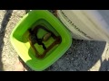 Lov velikog morskog crva (how to catch bobbit worm with a trap) verme di rimini (part2)