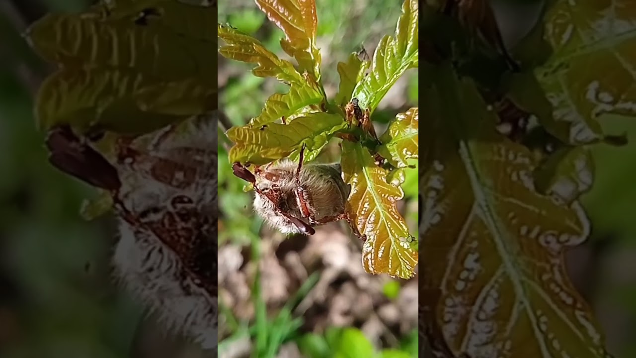 Майский Жук / May Bug